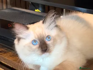 Ragdoll cats 1 left female Ragdoll GCCF Kitten - Advert 10