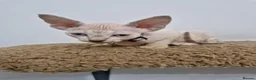 Sphynx cats for sale: Beautifull Tica sphynx kittens - Advert 6