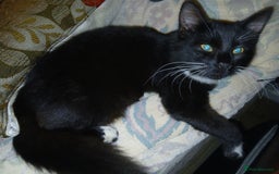 European cats for sale: 3 adorable kittens for sale  - Image 7
