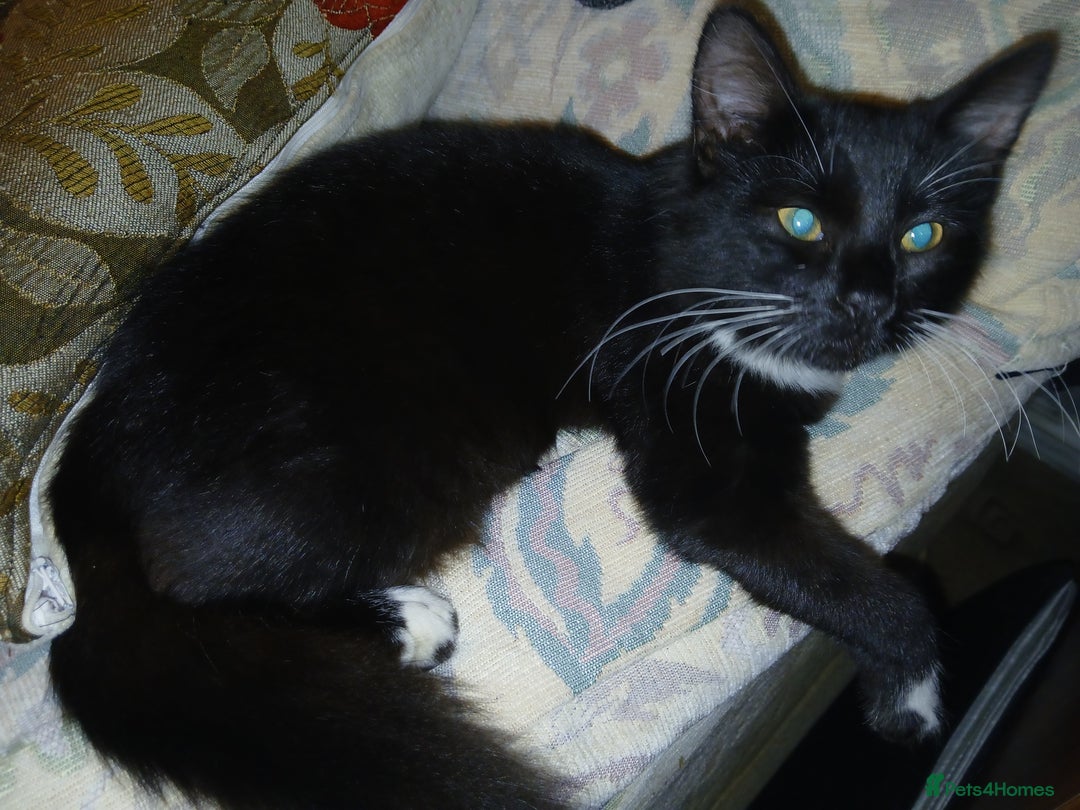 European cats for sale: 3 adorable kittens for sale  - Image 7