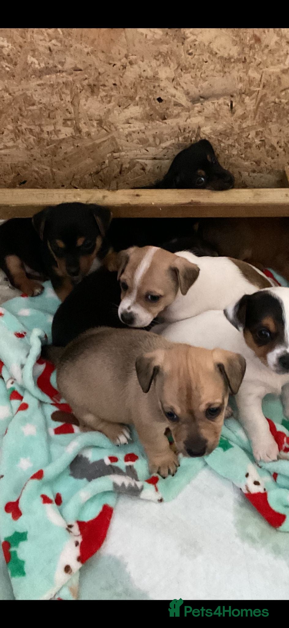 Jack Russell dogs for sale: Trad short legged/haired Jack Russel  - Advert 1