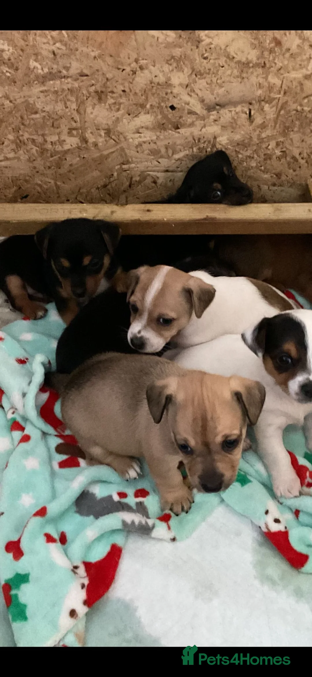 Jack Russell dogs for sale: Trad short legged/haired Jack Russel  - Advert 1