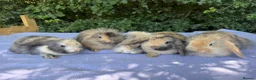 Mini Lop rabbits for sale: Baby Mini lops  - Advert 4