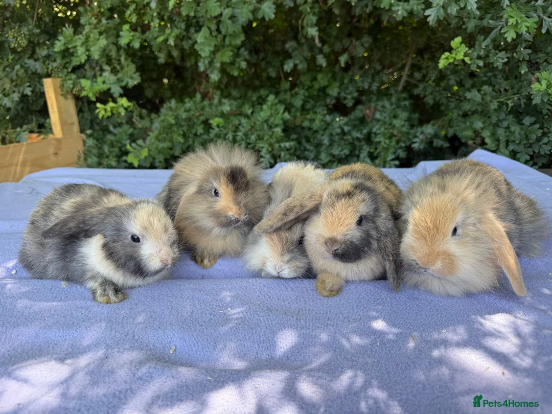 Mini Lop rabbits for sale: Baby Mini lops  - Advert 4