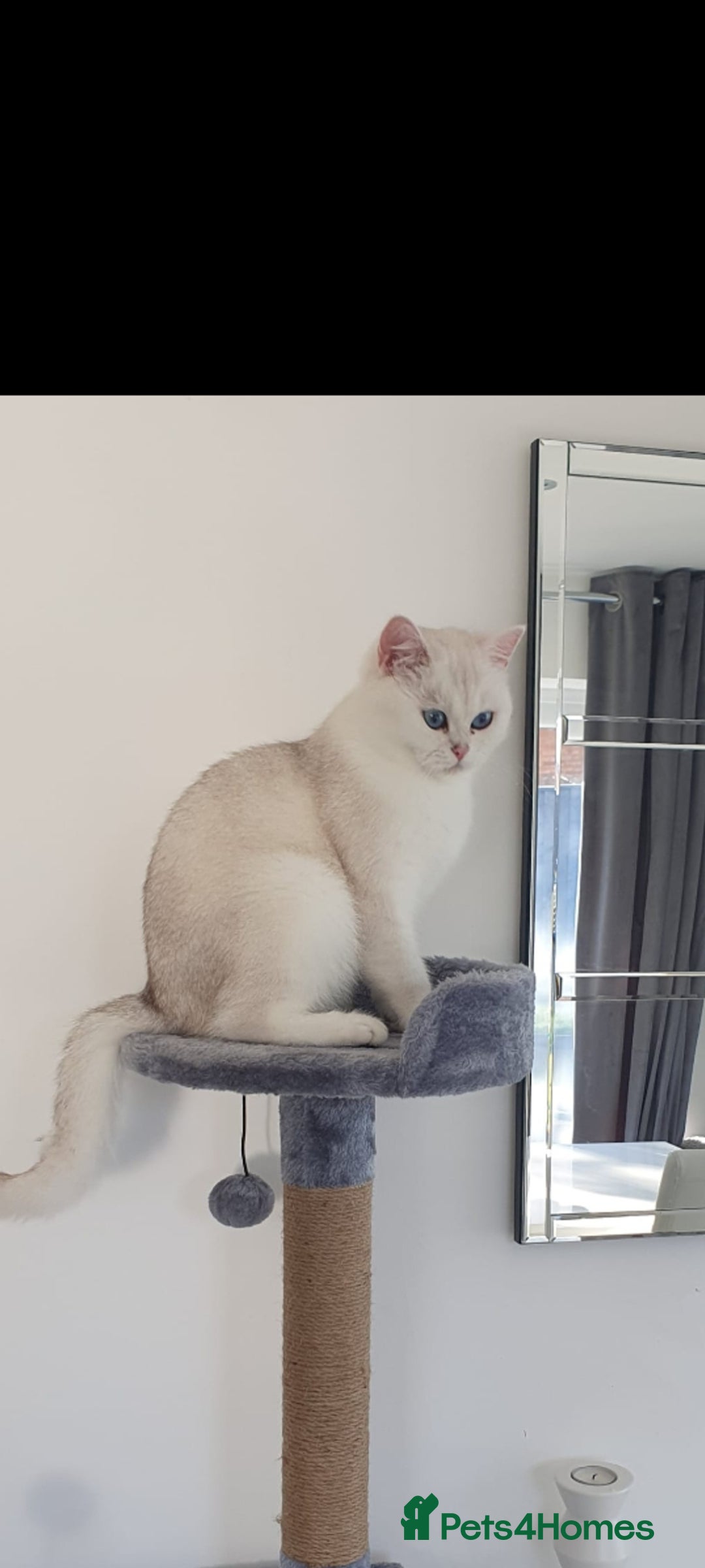 British Shorthair cats for sale: Blue eyed Silver tabby shaded BSH x Russian blue  - Image 25