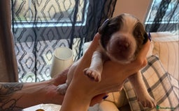 Sprocker dogs for sale: Norwich  - Image 22