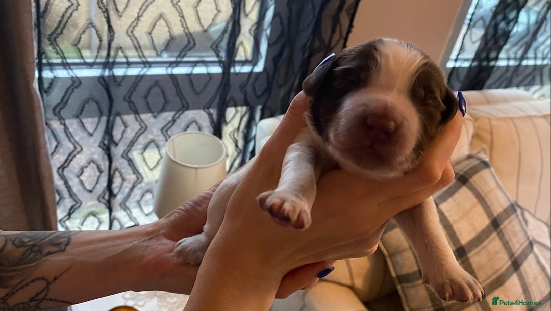 Sprocker dogs for sale: Norwich  - Image 22