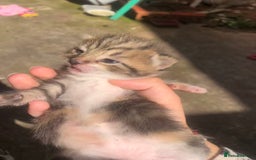 Domestic Shorthair cats for sale: Domestic shorthair  - Image 2