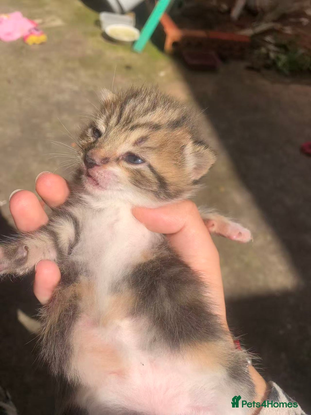 Domestic Shorthair cats for sale: Domestic shorthair  - Image 2
