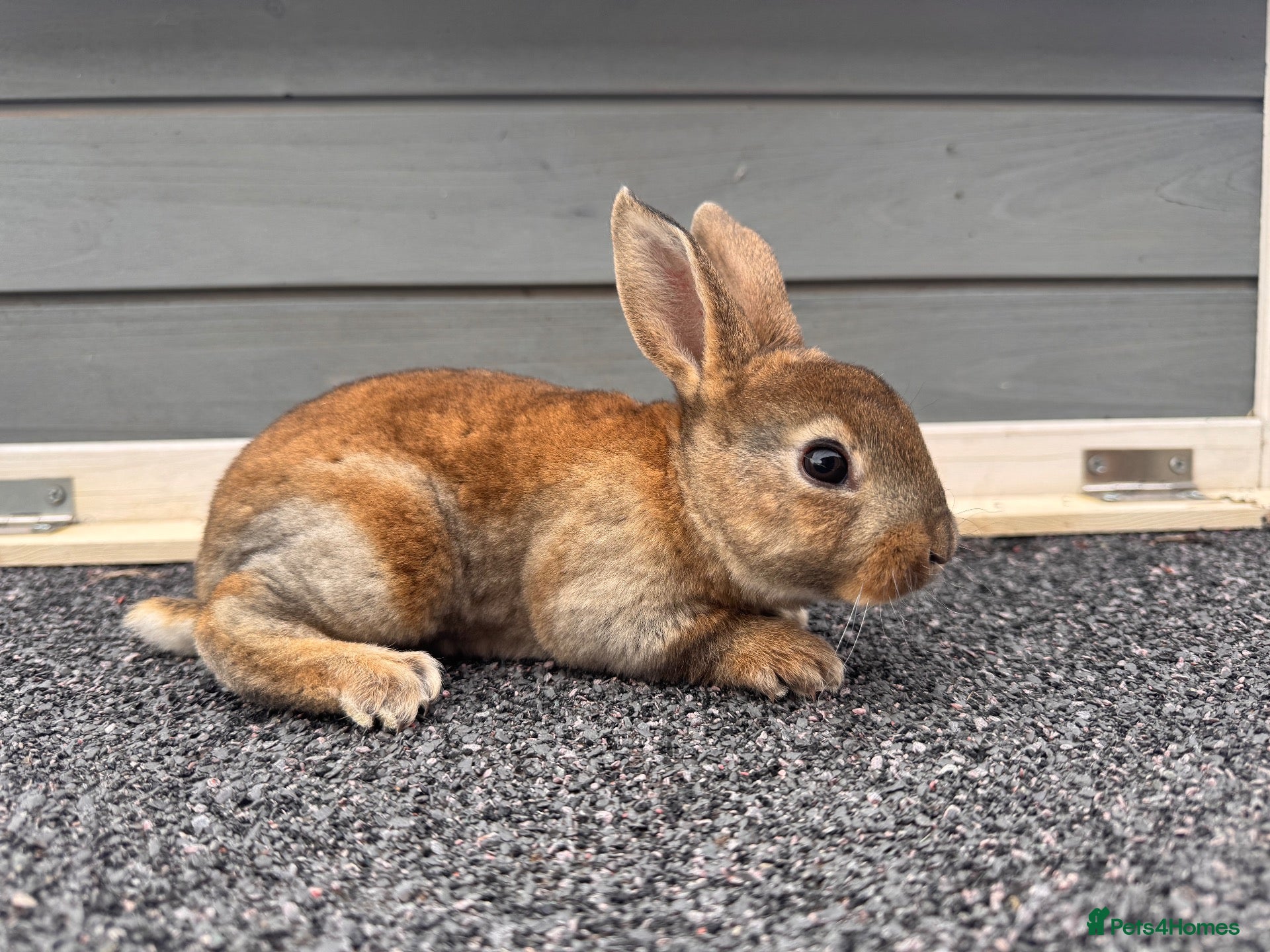 Rex rabbits 🐰✨ PEDIGREE MINI REX RABBITS – AVAILABLE SOON! 🐰 - Advert 2