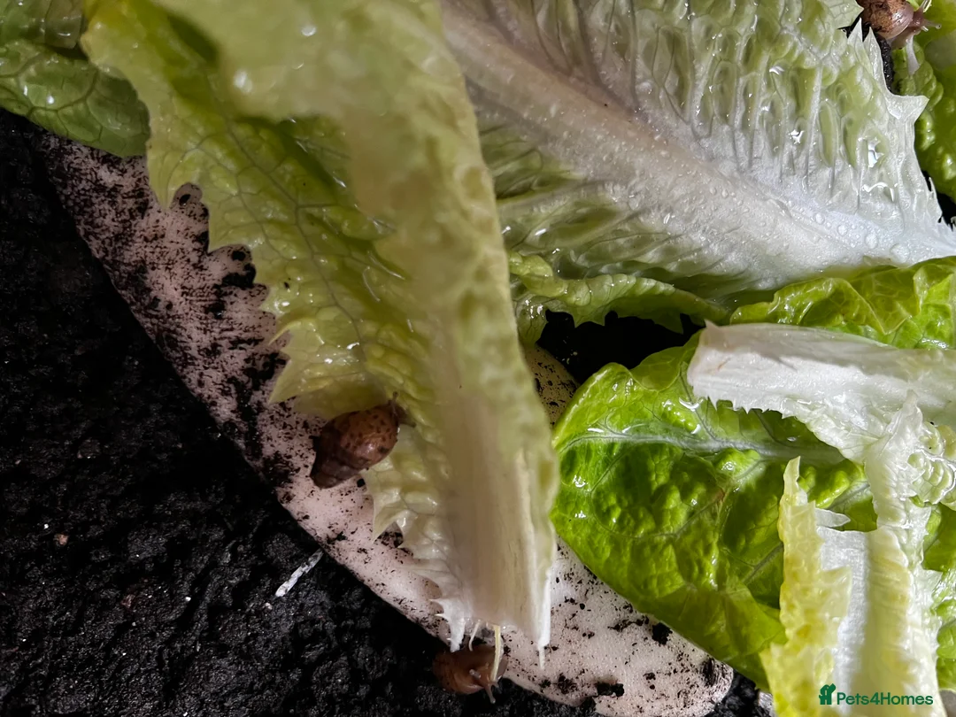 Snails invertebrates for sale: Juvenile Giant African Land Snails - Advert 3