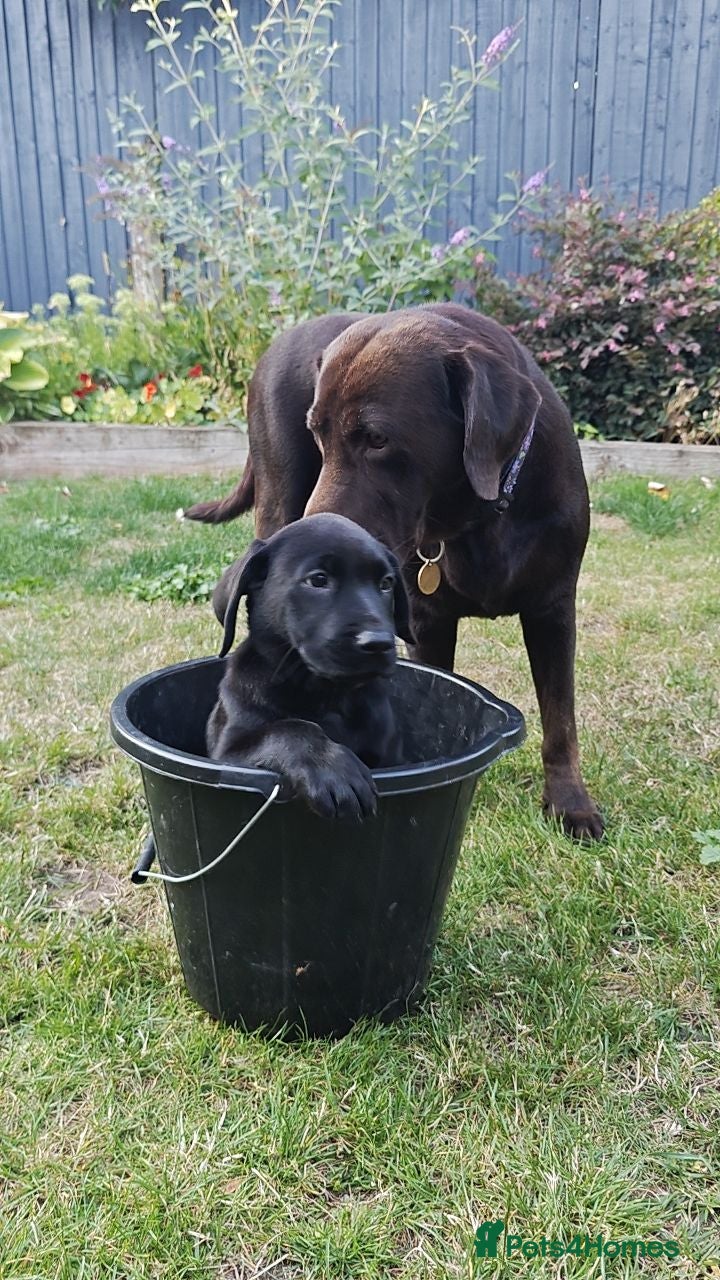 Labrador Retriever dogs Mr Orange – Gorgeous Black Labrador Boy - Advert 1