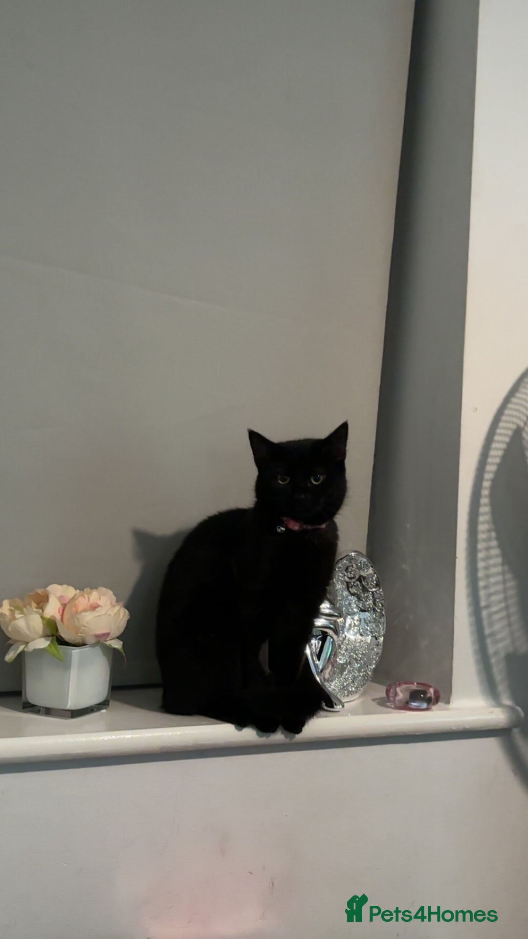 Domestic Shorthair cats for sale: Sheba  - Advert 2