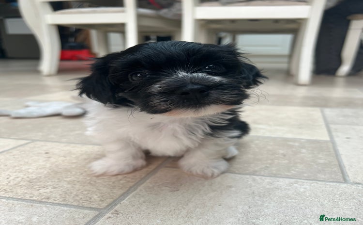 Havanese dogs - Advert 2