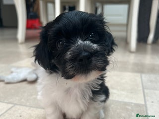 Havanese dogs - Advert 7