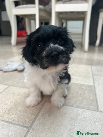 Havanese dogs - Advert 3