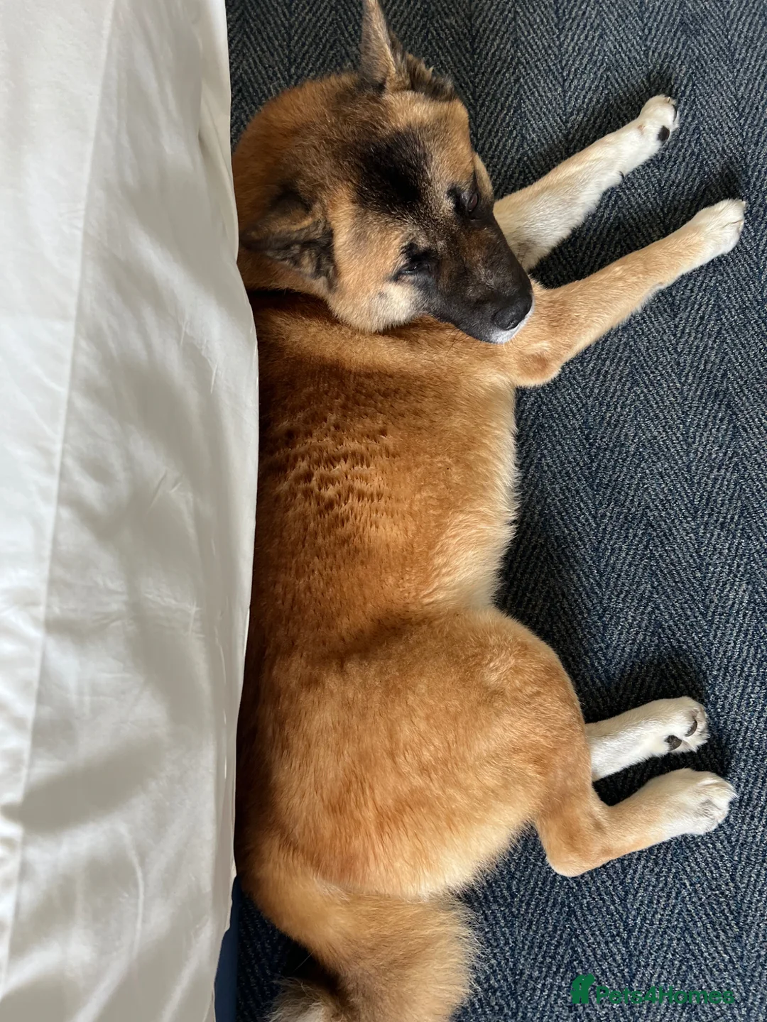Akita dogs for sale: Bear headed American akita in Swindon - Advert 2