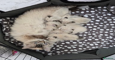 Ragdoll cats - Advert 5