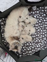 Ragdoll cats - Advert 3