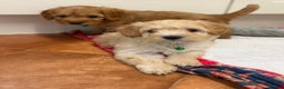 Cockapoo dogs for sale: Bred From Health Tested Parents - Advert 13