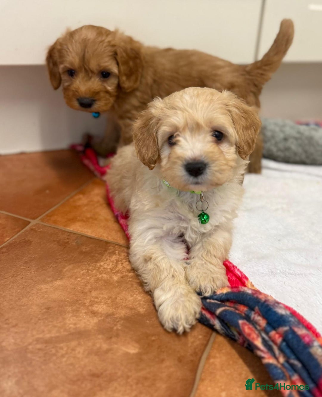 Cockapoo dogs for sale: Bred From Health Tested Parents - Advert 13