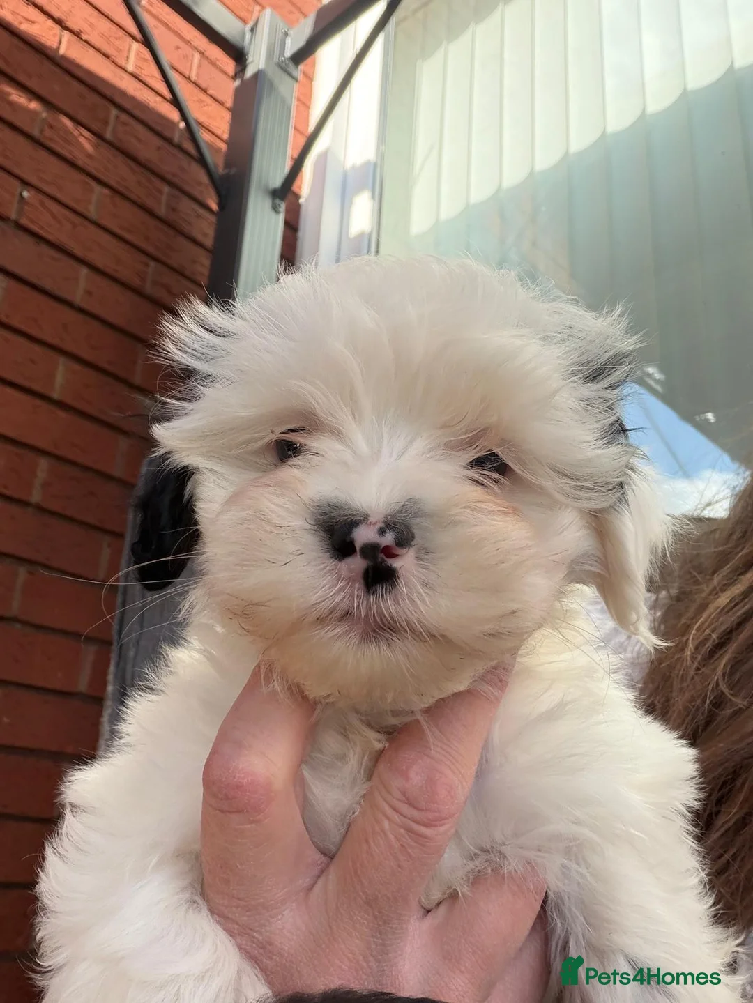 Lhasapoo dogs for sale: Lhasapoo Two left - Advert 1