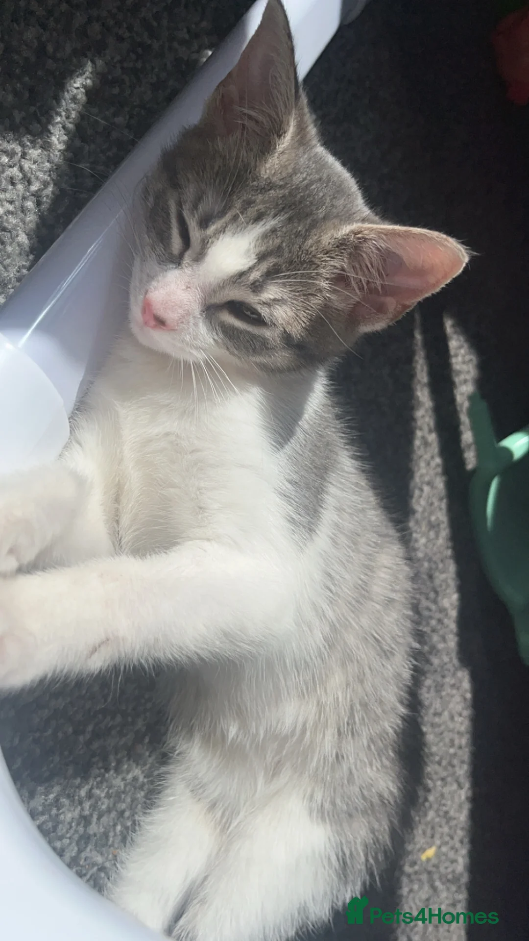 Mixed Breed cats for sale: Beautiful kitten for sale  - Advert 2