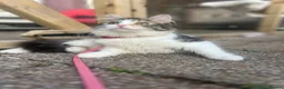 Domestic Shorthair cats for sale: Female cat medium haired girl  - Advert 5