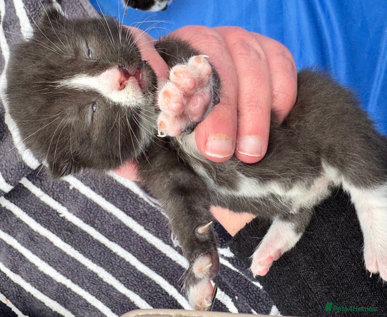 Siamese cats Siamese stunners  - Advert 2