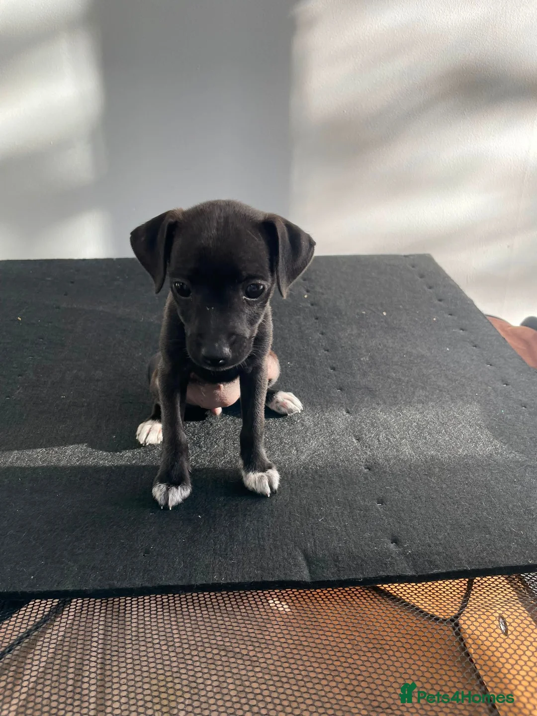 Mixed Breed dogs for sale: Italian greyhound x patterdale - Advert 2