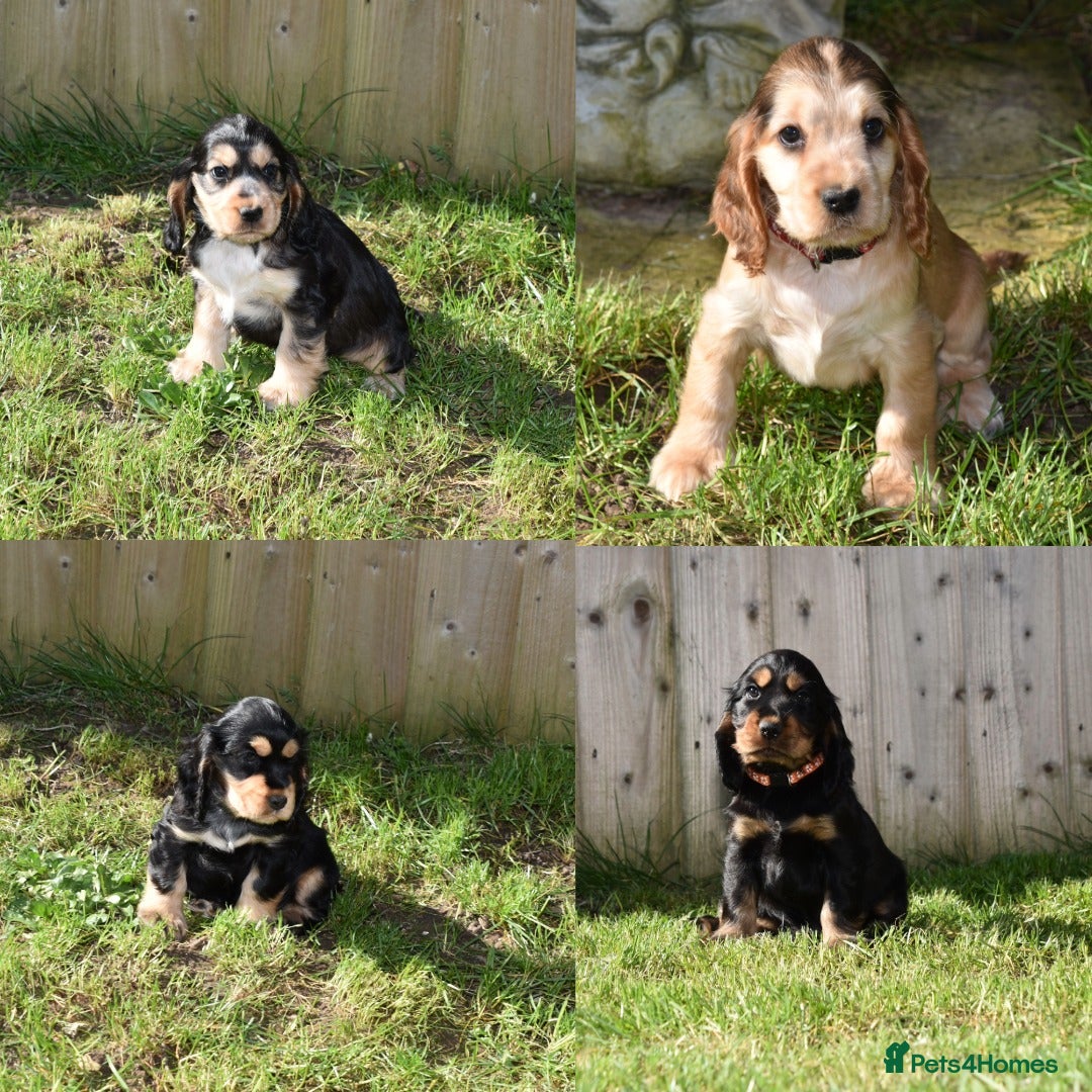 Cocker Spaniel dogs Show Type Kc Reg Cocker Spaniel Puppies - Advert 6