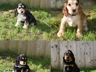 Cocker Spaniel dogs Show Type Kc Reg Cocker Spaniel Puppies - Advert 7