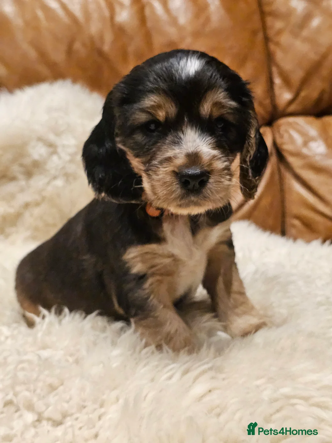 Cocker Spaniel dogs for sale: 5* Show Type Cocker Spaniels Villaspaniol Lines - Advert 6
