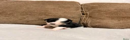 Mixed Breed dogs for sale: 🐾✨ TWO Border Collie x Blue Heeler Pups left ✨🐾 - Advert 30