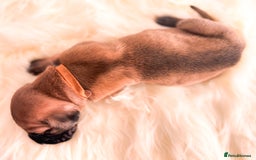 Great Dane dogs for sale: 🌟  Great Danes born 4th of August 2025 🌟 - Image 22