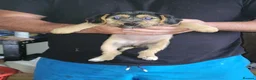 Mixed Breed dogs for sale: Terrier puppies - Advert 3