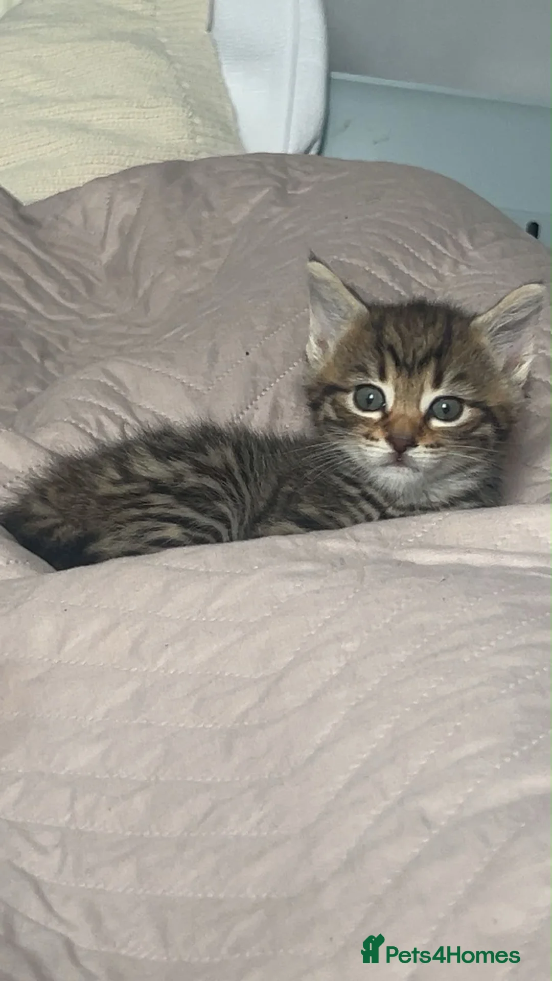 Mixed Breed cats for sale: 2 Bengal X tabby kittens for sale in Stoke-on-Trent - Advert 2