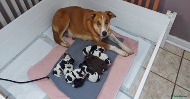 Mixed Breed dogs - Advert 11