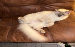 Ragdoll cats for sale: Purebred Ragdoll cat for rehoming - Image 1