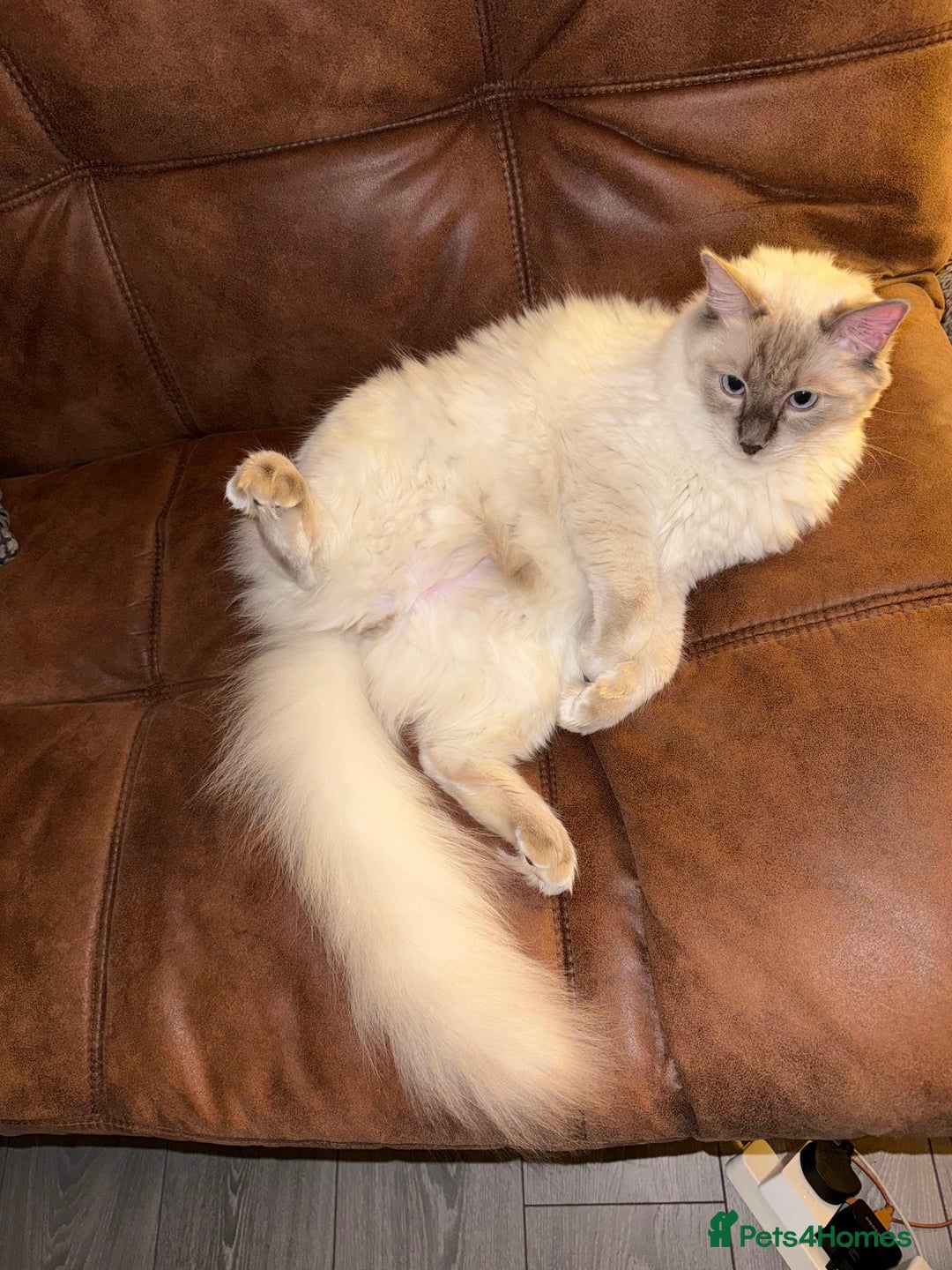 Ragdoll cats for sale: Purebred Ragdoll cat for rehoming - Image 1