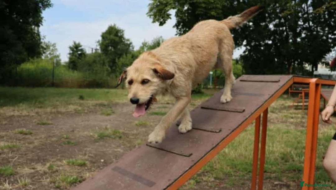 Mixed Breed dogs for adoption: 💖🐶 DUNA 🐶💖 - Advert 16