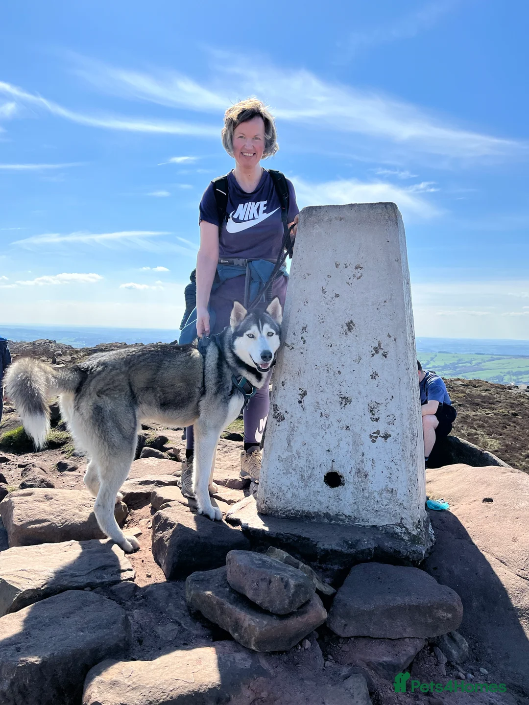 Siberian Husky dogs for stud: For stud only (quality proven stud ) in Wakefield - Advert 15