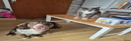 Cocker Spaniel dogs for sale: Sonic in Grantham - Advert 6