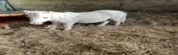 Shetland pony horses for sale: Shetland foals in Romsey - Advert 11