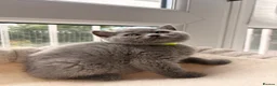 British Shorthair cats for sale: British Shorthair Blue Kittens  - Advert 11
