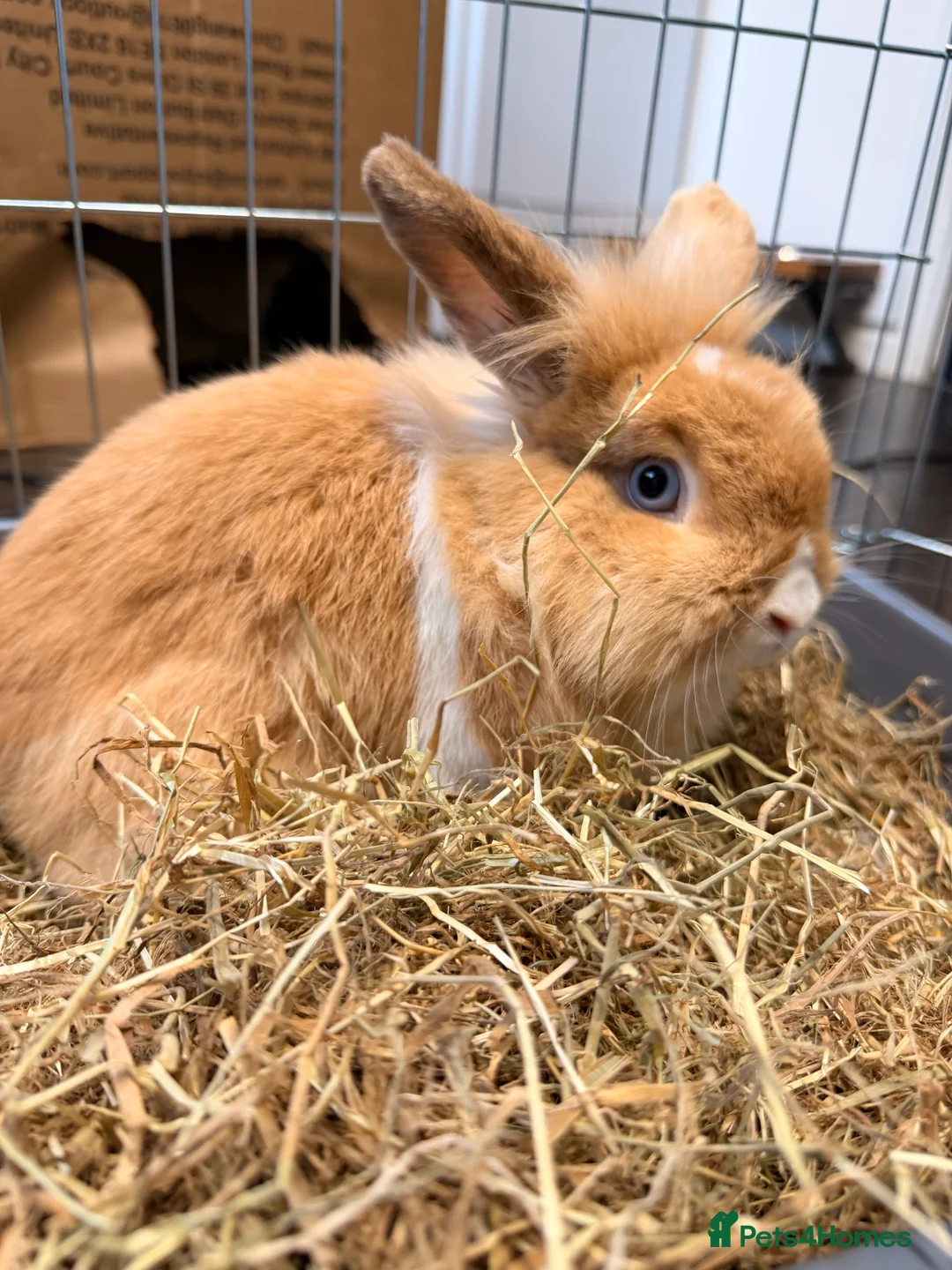Lionhead rabbits for sale: Simba for sale  in Kettering - Advert 1