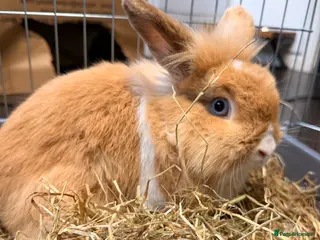 Lionhead rabbits Simba for sale in Kettering - Advert 1