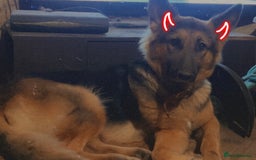 German Shepherd dogs for sale: Zena sadly for Sale - Image 4