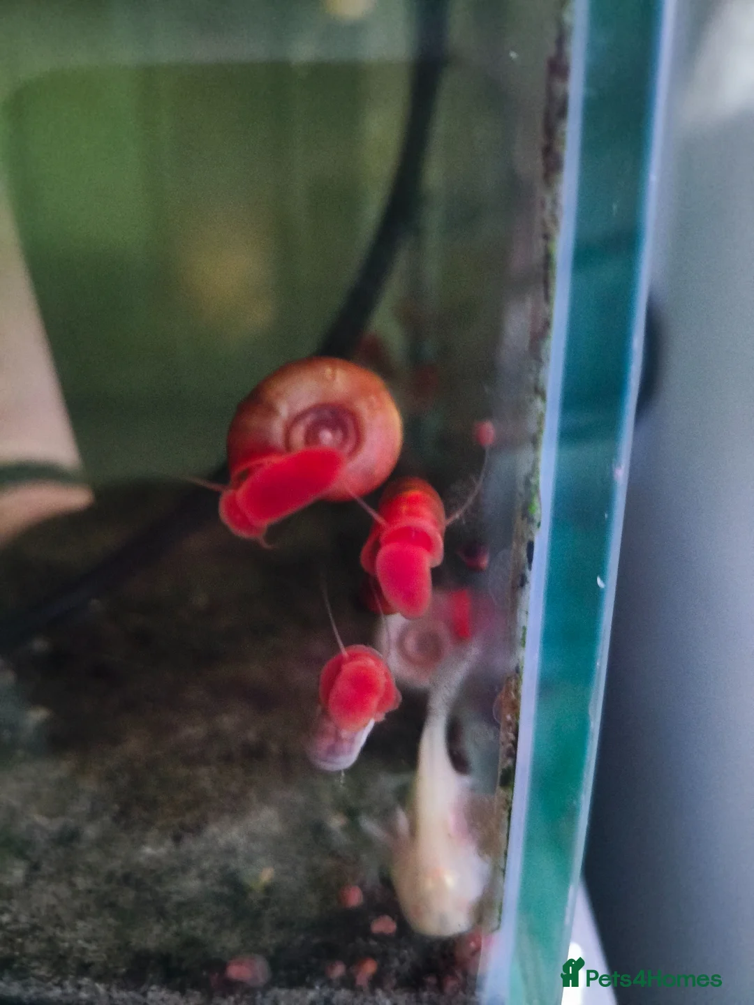 Snails invertebrates for sale: Ramshorn and trumpet snails - Advert 4