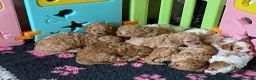 Toy Poodle dogs for stud: Apricot Toy Poodle Stud carries parti and phantom in Stockton-on-Tees - Advert 36